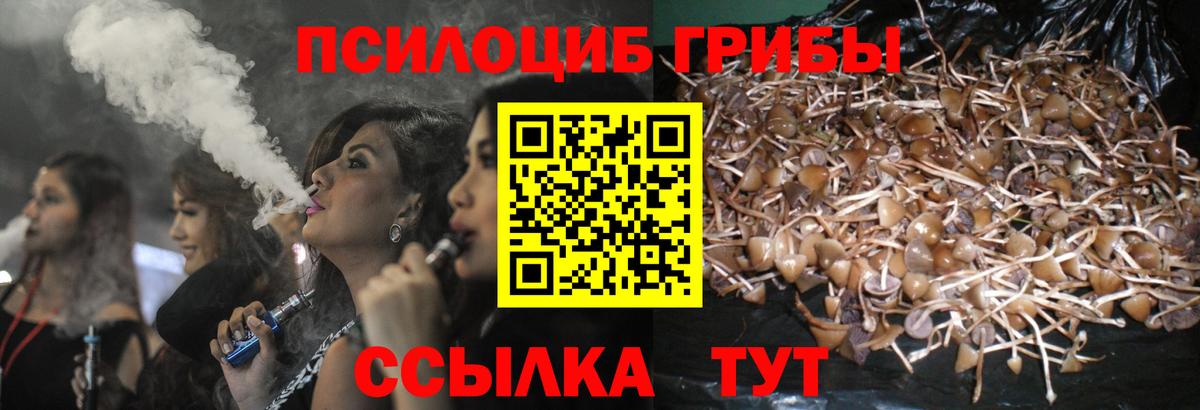 Галлюциногенные грибы Psilocybe Елец